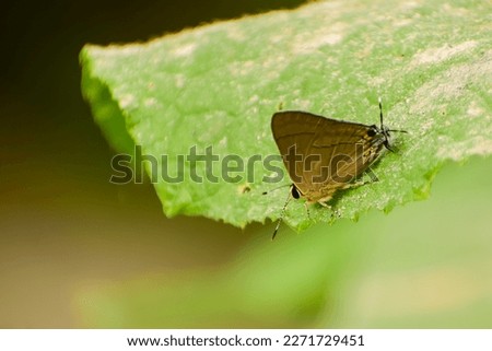 Common Flash (Rapala nissa) butterfly is taking nutrients from the ashes lying on the green leaves. Butterfly sitting in its natural habitat Stock photo © 