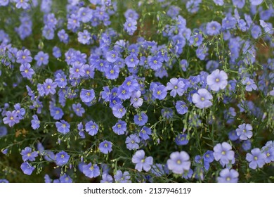 Flax family Images, Stock Photos & Vectors | Shutterstock