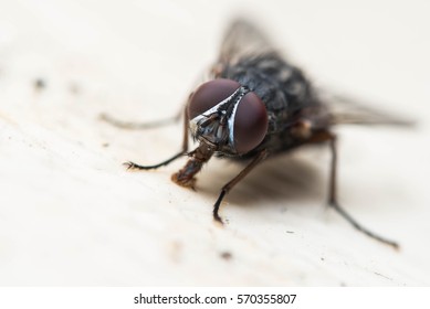 Common fly macro