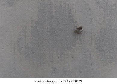 Common flycatcher spider (jumping wall spider) resting on a weathered house wall in a rural area of Java, Indonesia. Natural wildlife macro with textured background and copy space.