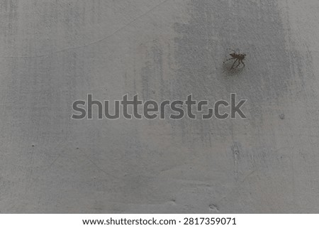Common flycatcher spider (jumping wall spider) resting on a weathered house wall in a rural area of Java, Indonesia. Natural wildlife macro with textured background and copy space.