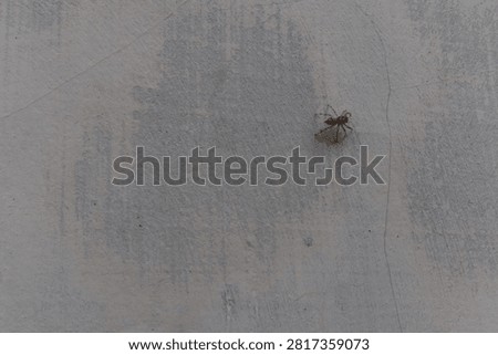 Common flycatcher spider (jumping wall spider) resting on a weathered house wall in a rural area of Java, Indonesia. Natural wildlife macro with textured background and copy space.