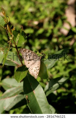 Common Four Ring Butterfly Resting on Green Leaf – Macro Wildlife Nature Photography. Butterflies are winged insects from the lepidopteran superfamily Papilionoidea. They are distinguished by their large, often brightly colored wings covered in tiny scales, their clubbed antennae, and a fluttering flight