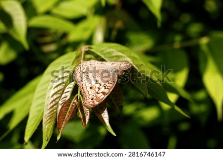 Common Four Ring Butterfly Resting on Green Leaf – Macro Wildlife Nature Photography. Butterflies are winged insects from the lepidopteran superfamily Papilionoidea. They are distinguished by their large, often brightly colored wings covered in tiny scales, their clubbed antennae, and a fluttering flight