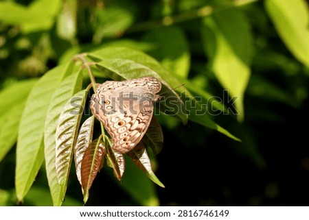 Common Four Ring Butterfly Resting on Green Leaf – Macro Wildlife Nature Photography. Butterflies are winged insects from the lepidopteran superfamily Papilionoidea. They are distinguished by their large, often brightly colored wings covered in tiny scales, their clubbed antennae, and a fluttering flight