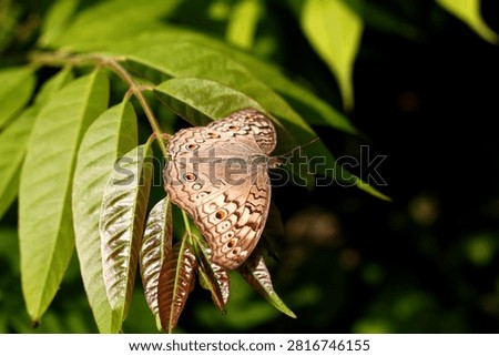 Common Four Ring Butterfly Resting on Green Leaf – Macro Wildlife Nature Photography. Butterflies are winged insects from the lepidopteran superfamily Papilionoidea. They are distinguished by their large, often brightly colored wings covered in tiny scales, their clubbed antennae, and a fluttering flight
