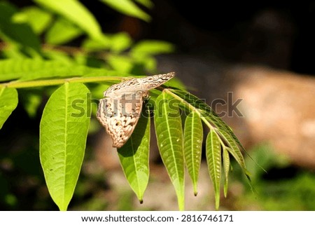 Common Four Ring Butterfly Resting on Green Leaf – Macro Wildlife Nature Photography. Butterflies are winged insects from the lepidopteran superfamily Papilionoidea. They are distinguished by their large, often brightly colored wings covered in tiny scales, their clubbed antennae, and a fluttering flight