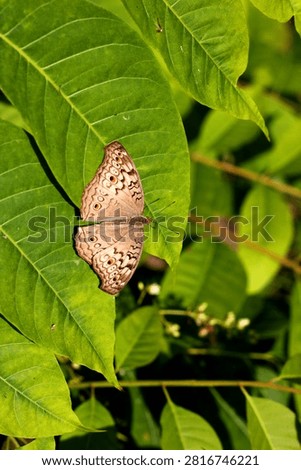 Common Four Ring Butterfly Resting on Green Leaf – Macro Wildlife Nature Photography. Butterflies are winged insects from the lepidopteran superfamily Papilionoidea. They are distinguished by their large, often brightly colored wings covered in tiny scales, their clubbed antennae, and a fluttering flight