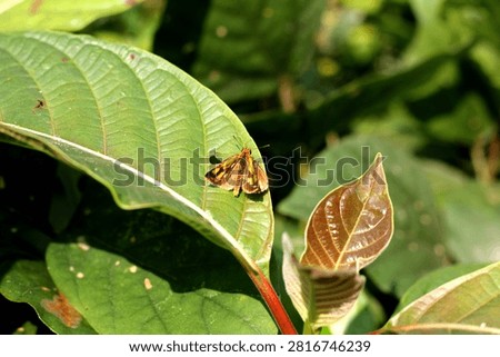 Common Four Ring Butterfly Resting on Green Leaf – Macro Wildlife Nature Photography. Butterflies are winged insects from the lepidopteran superfamily Papilionoidea. They are distinguished by their large, often brightly colored wings covered in tiny scales, their clubbed antennae, and a fluttering flight