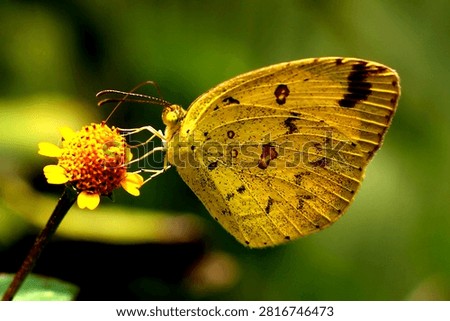 Common Four Ring Butterfly Resting on Green Leaf – Macro Wildlife Nature Photography. Butterflies are winged insects from the lepidopteran superfamily Papilionoidea. They are distinguished by their large, often brightly colored wings covered in tiny scales, their clubbed antennae, and a fluttering flight