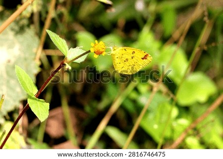 Common Four Ring Butterfly Resting on Green Leaf – Macro Wildlife Nature Photography. Butterflies are winged insects from the lepidopteran superfamily Papilionoidea. They are distinguished by their large, often brightly colored wings covered in tiny scales, their clubbed antennae, and a fluttering flight