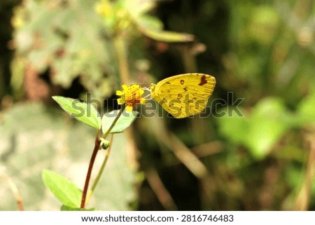 Common Four Ring Butterfly Resting on Green Leaf – Macro Wildlife Nature Photography. Butterflies are winged insects from the lepidopteran superfamily Papilionoidea. They are distinguished by their large, often brightly colored wings covered in tiny scales, their clubbed antennae, and a fluttering flight