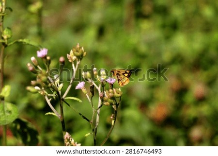 Common Four Ring Butterfly Resting on Green Leaf – Macro Wildlife Nature Photography. Butterflies are winged insects from the lepidopteran superfamily Papilionoidea. They are distinguished by their large, often brightly colored wings covered in tiny scales, their clubbed antennae, and a fluttering flight