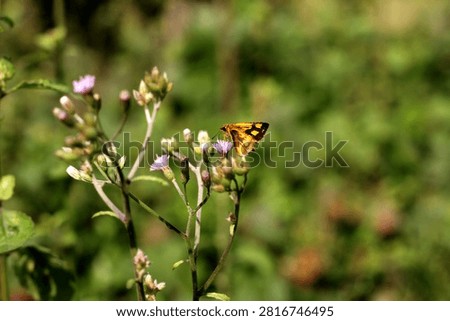 Common Four Ring Butterfly Resting on Green Leaf – Macro Wildlife Nature Photography. Butterflies are winged insects from the lepidopteran superfamily Papilionoidea. They are distinguished by their large, often brightly colored wings covered in tiny scales, their clubbed antennae, and a fluttering flight