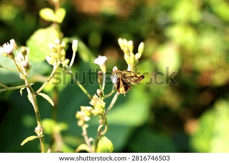 Common Four Ring Butterfly Resting on Green Leaf – Macro Wildlife Nature Photography. Butterflies are winged insects from the lepidopteran superfamily Papilionoidea. They are distinguished by their large, often brightly colored wings covered in tiny scales, their clubbed antennae, and a fluttering flight