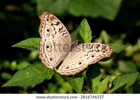 Common Four Ring Butterfly Resting on Green Leaf – Macro Wildlife Nature Photography. Butterflies are winged insects from the lepidopteran superfamily Papilionoidea. They are distinguished by their large, often brightly colored wings covered in tiny scales, their clubbed antennae, and a fluttering flight