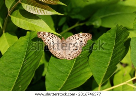 Common Four Ring Butterfly Resting on Green Leaf – Macro Wildlife Nature Photography. Butterflies are winged insects from the lepidopteran superfamily Papilionoidea. They are distinguished by their large, often brightly colored wings covered in tiny scales, their clubbed antennae, and a fluttering flight