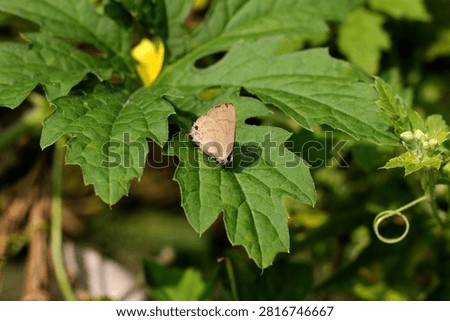 Common Four Ring Butterfly Resting on Green Leaf – Macro Wildlife Nature Photography. Butterflies are winged insects from the lepidopteran superfamily Papilionoidea. They are distinguished by their large, often brightly colored wings covered in tiny scales, their clubbed antennae, and a fluttering flight