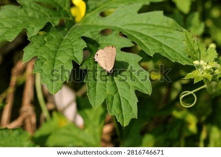 Common Four Ring Butterfly Resting on Green Leaf – Macro Wildlife Nature Photography. Butterflies are winged insects from the lepidopteran superfamily Papilionoidea. They are distinguished by their large, often brightly colored wings covered in tiny scales, their clubbed antennae, and a fluttering flight
