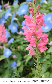 A Common Foxglove Flowers In Natural Vegetation Ambiance Digitalis Hybrida Pink Panther Pink Flowers In Garden Garden Perennial Purple