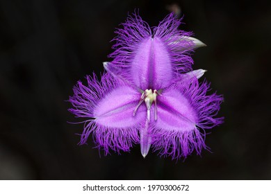 The Common Fringe Lily Flower 