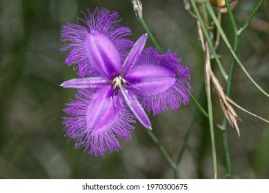 The Common Fringe Lily Flower 