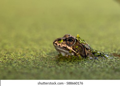 Common Frog