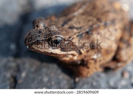 Common frog face macro closeup, European brown frog looking at camera, wild amphibian head portrait, detailed wet skin and eye texture.

Close-up of a common European brown frog (Rana temporaria), focusing on its face. The frog displays wet, textured skin with dark brown spots and a prominent, shiny eye. Its skin appears moist, with various shades of brown and subtle undertones. The background is a blurred, natural setting.