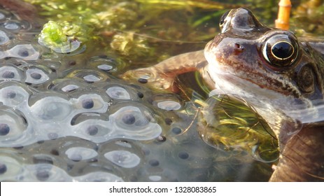 Common Frog With Frogspawn UK