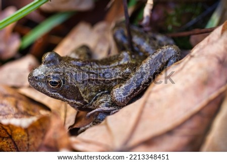 The common frog or grass frog Rana temporaria also known as the  European common brown frog  European pond frog on dried leaves
