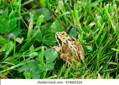 Common Frog, Ireland