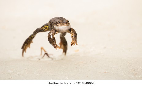 Common Frog Jumping Forward On Snow During Spring Migration