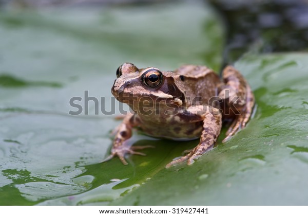 Common Frog on large green lilly\
pad/Frog/Frog (Rana\
Temporaria)
