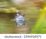 Common Frog in a Pond