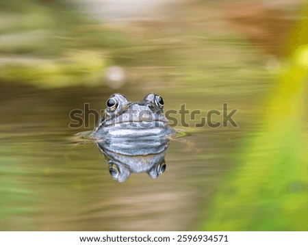 Common Frog in a Pond