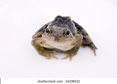 Common Frog, Rana Temporaria