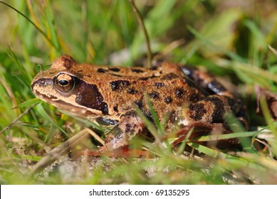 Common Frog Rana Temporaria