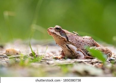 Common frog (Rana temporaria), with beautiful green coloured background. Colorful brown frog on the ground in the forest. Wildlife scene from nature, Czech Republic