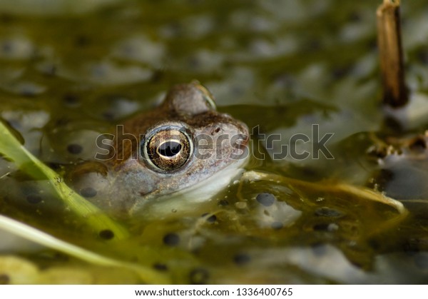 Common Frog - Rana temporaria\
Close-up in garden\
pond with Frog Spawn