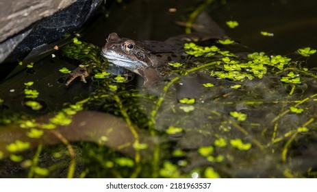 A Common Frog (Rana Temporaria) In A Garden Pond In The UK