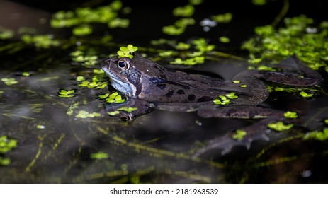 A Common Frog (Rana Temporaria) In A Garden Pond In The UK