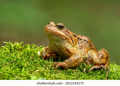 Common frog (Rana temporaria), also known as the European common frog on a moss in the mountains. Photographed up close - Powered by Shutterstock