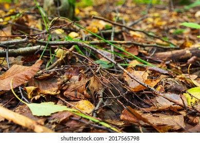 Common frog Rana temporaria, also known as European common frog in the forest. Beautifully camouflaged frog with withered leaves on the ground in a beech forest - Powered by Shutterstock