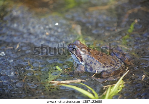 Common frog, Rana temporaria, also\
known as the European common frog, European common brown frog and\
European grass frog, on a pond filled with\
spawn