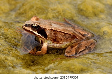 Common Frog (Rana temporaria) resting on algae mat

Eccles-on-Sea, Norfolk, UK.                    June 
