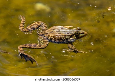 Common frog, Rana temporaria, single reptile croaking in water, also known as the European common frog or European grass frog, is a semi-aquatic amphibian of the family Ranidae
