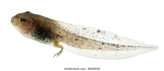 tadpole