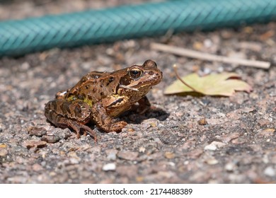 Common Frog (Rana Temporaria) In A UK Garden.