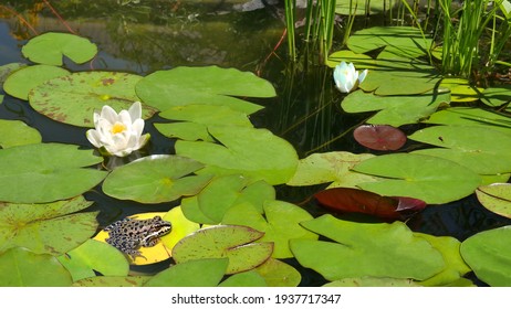  A common frog sits on a water lily leaf in a garden pond. 