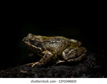 Common Frog UK